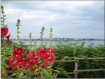Alcea rosea, Althaea ficifolia, Althaea rosea, Althea Rose, Hollyhock Flower, Malva, Malva Flower, M